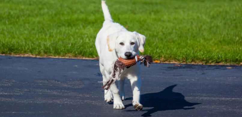 Activiteiten hond