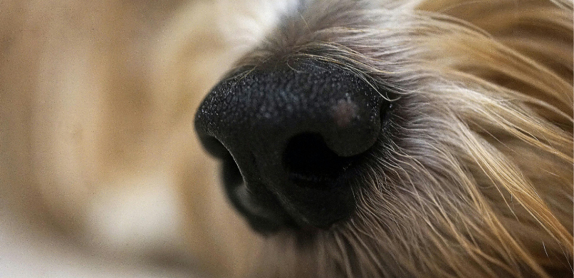 De neus van je hond