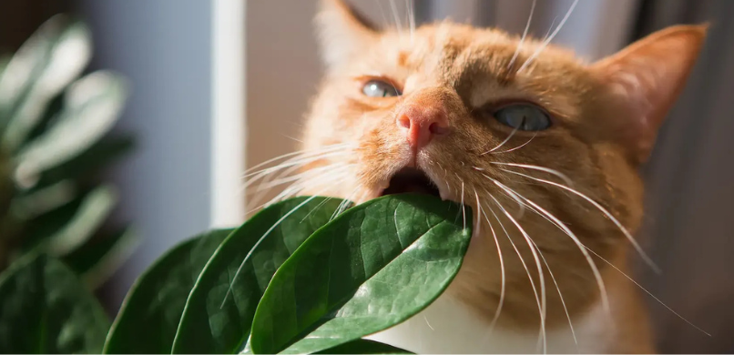Giftige planten voor katten