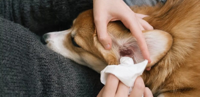 Hoe maak je de oren schoon van je hond?