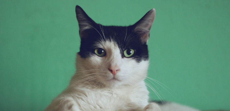 Dit is een blog over hoe een online dierenarts werkt