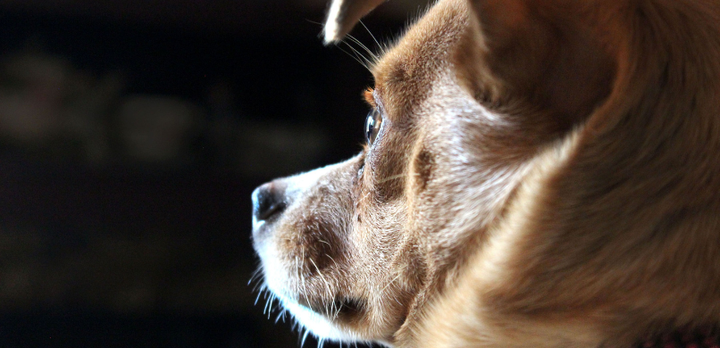 Hond bultje onder huid