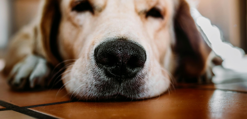 Hond droge neus