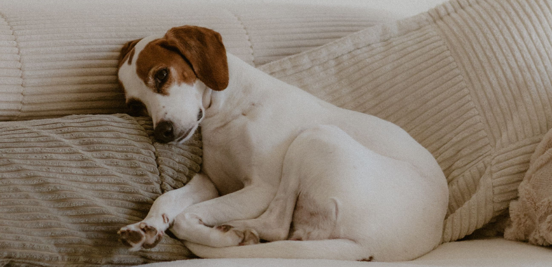hond drukt hoofd