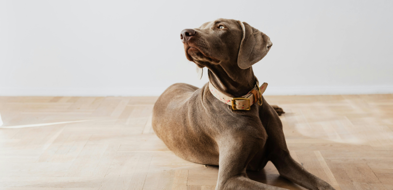 Hond hartprobleem