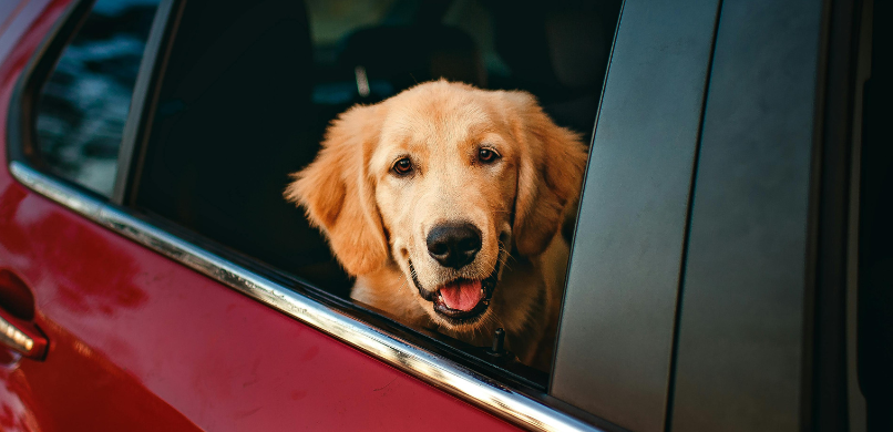 Hond in auto