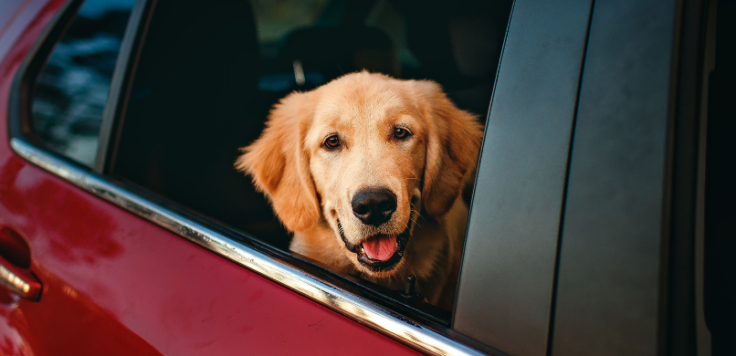 hond in de auto