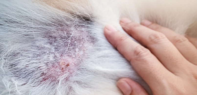 Hond kale plekken