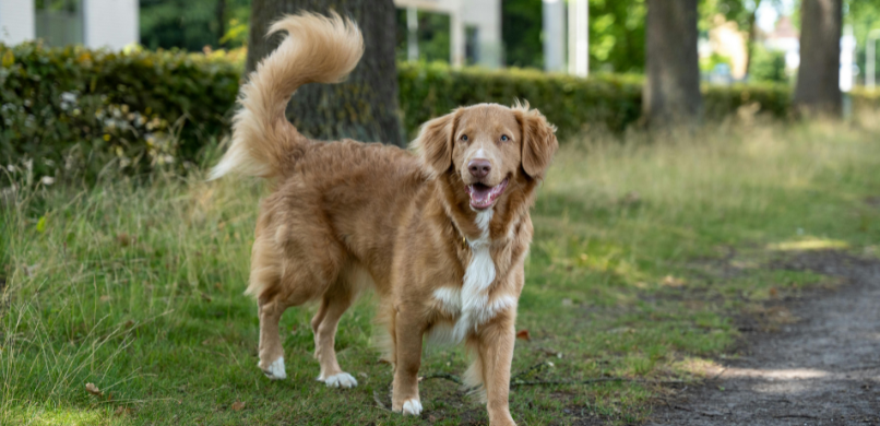 Hond loopt mank