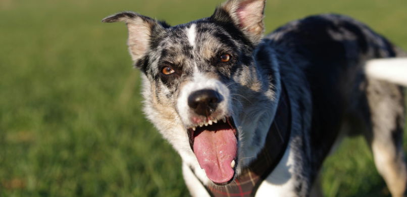 Hond lucht happen