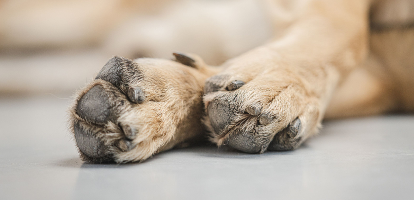 Hond nagels afbreken