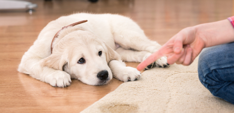 Hond plast binnen