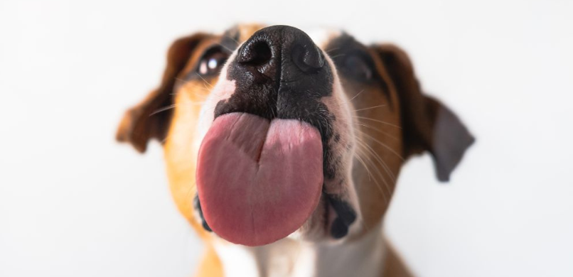 Hond poot likken
