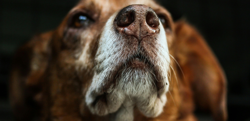 Hond snorharen