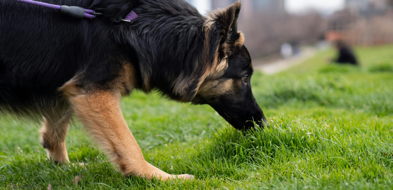 Hond snuffelen