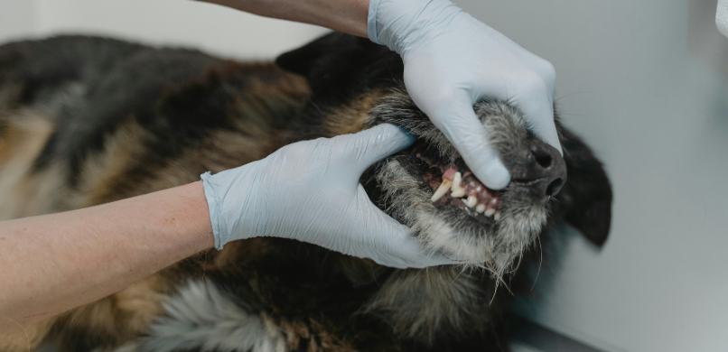 Hond stinkt uit zijn bek