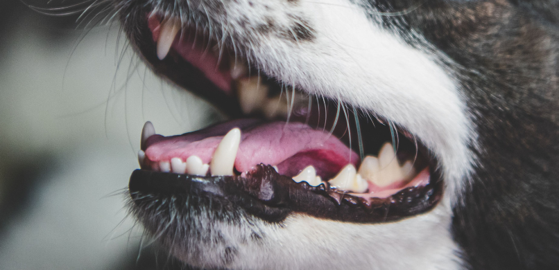 Hond tanden knarsen