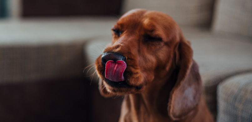 Hond voorwerp ingeslikt