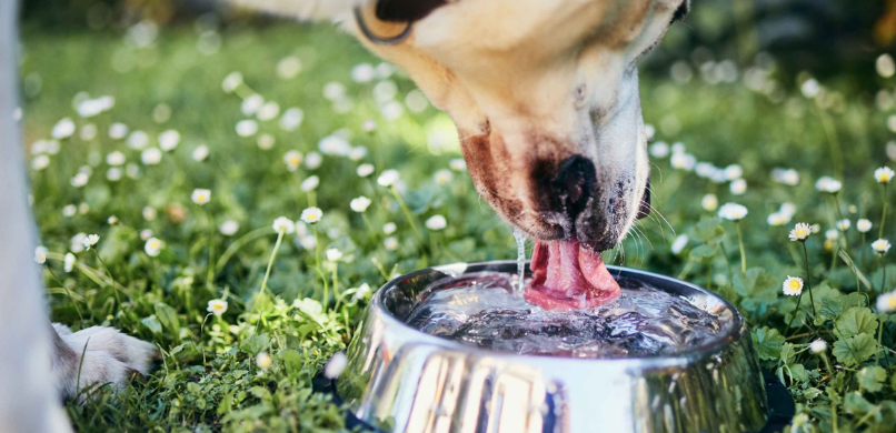 Hond water drinken