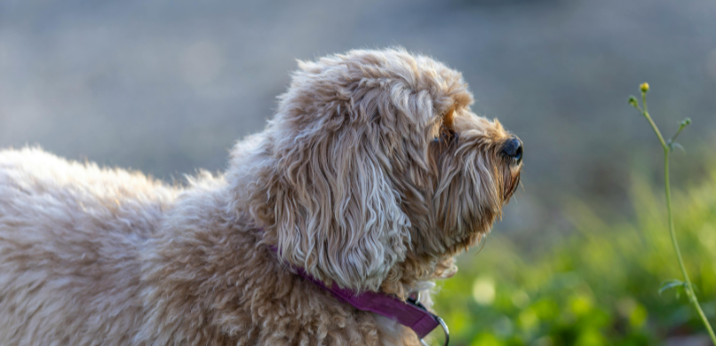 Hond winderig