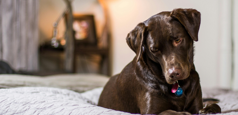 Hondenziekte canine distemper