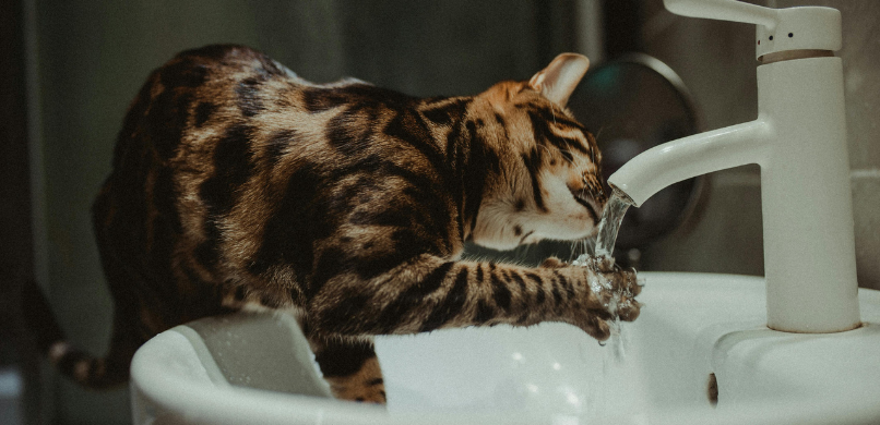 Kat drinkt water