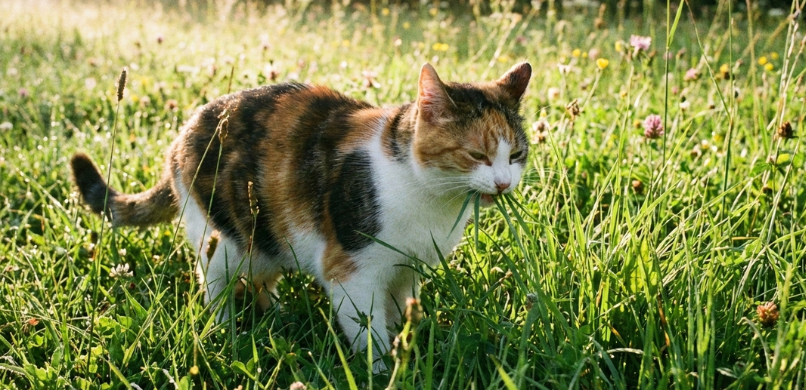 Kat gras eten