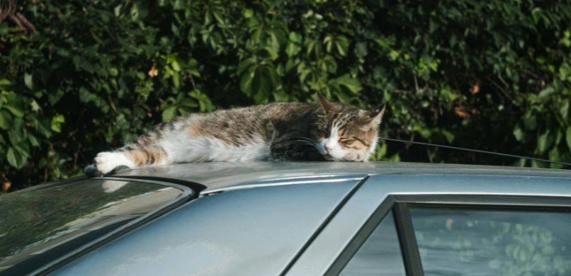 Veilige autorit met je kat