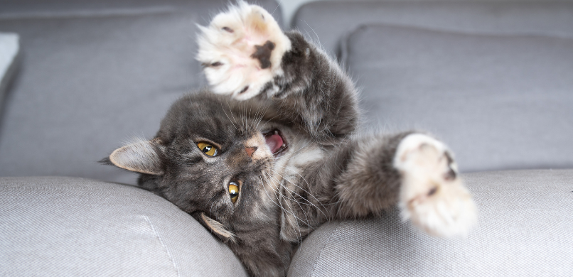 Kat krabt aan meubels