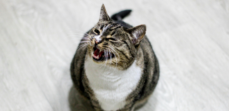 Waarom miauwt mijn kat