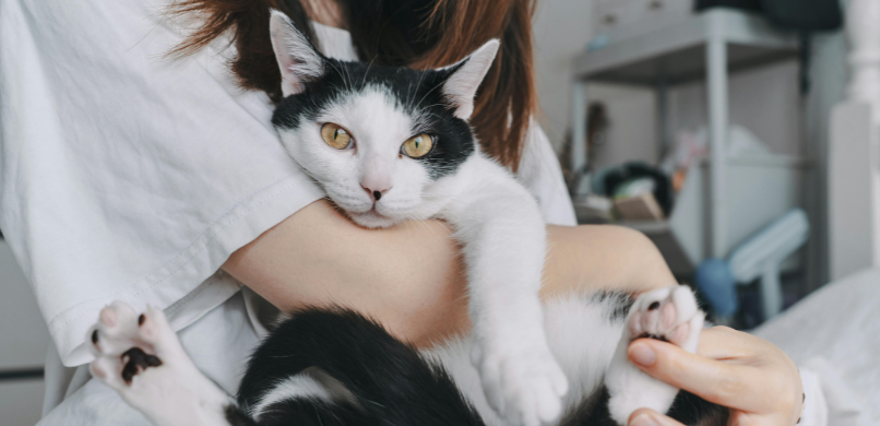 Kat op schoot