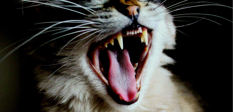Kat slechte adem