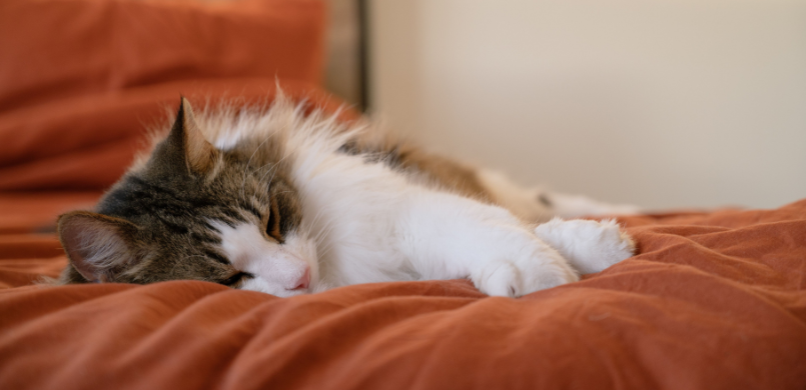Kat snurken
