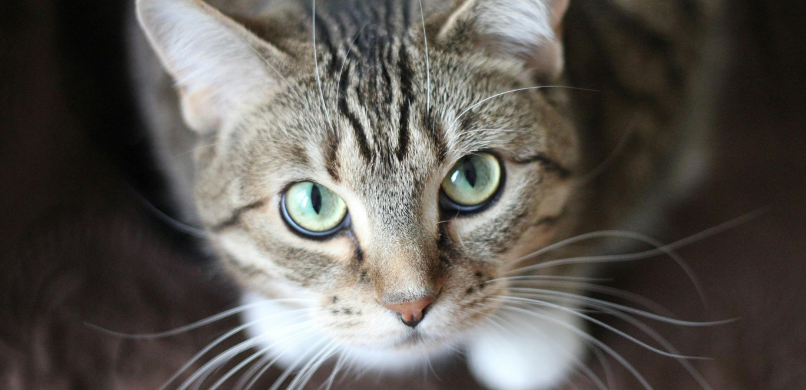 Kattenleukemie