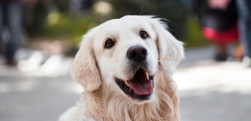 Kennelhoest bij honden