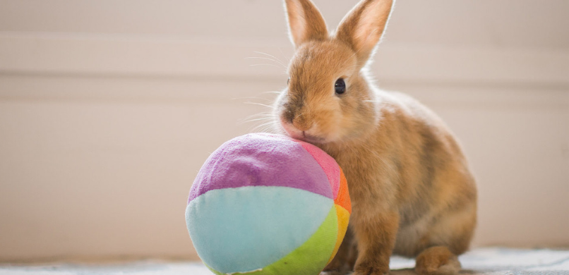 Konijn spelen