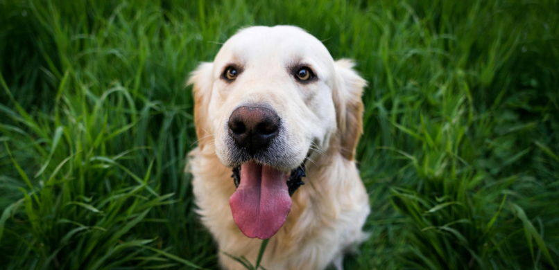 Luchtweginfectie bij hond