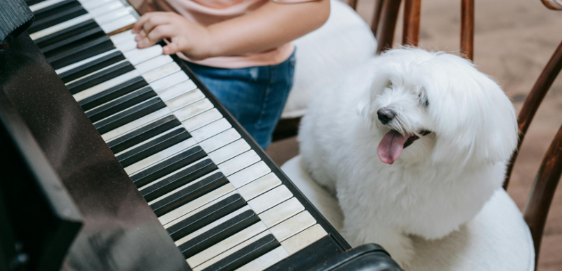 Muziek en geluid hond