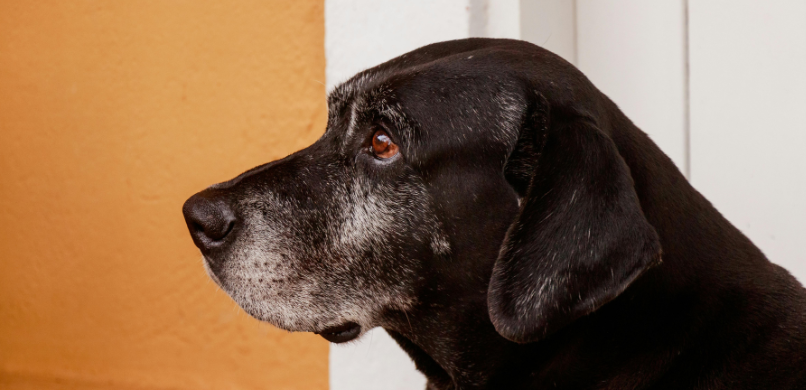Seniorcheck bij je hond