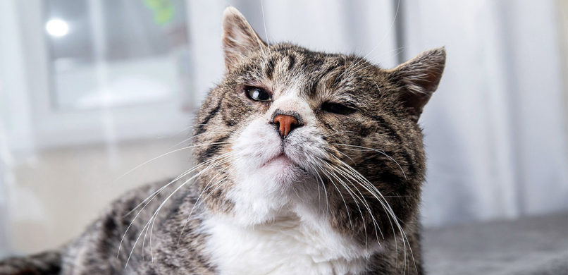 Seniorcheck kat