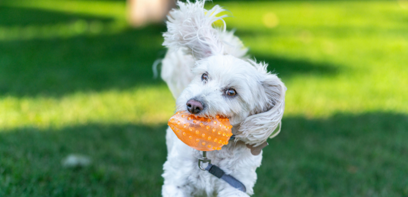 Speeltijd voor je hond