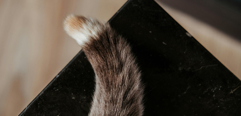 Houding van de staart van je kat