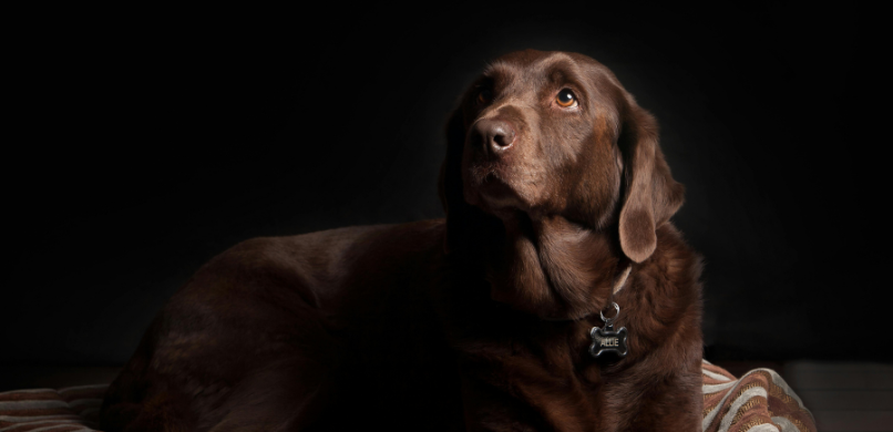 Stress bij honden VETTS