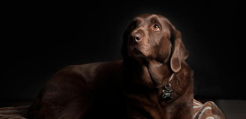 Stress bij honden