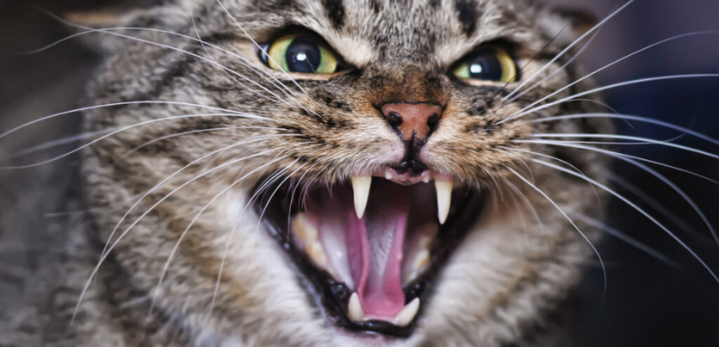 Stress bij katten