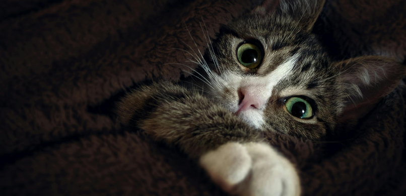 Angst bij katten