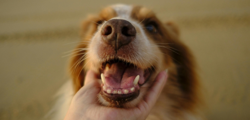 Tandpijn bij hond