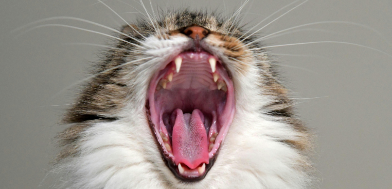 Tandverzorging bij katten