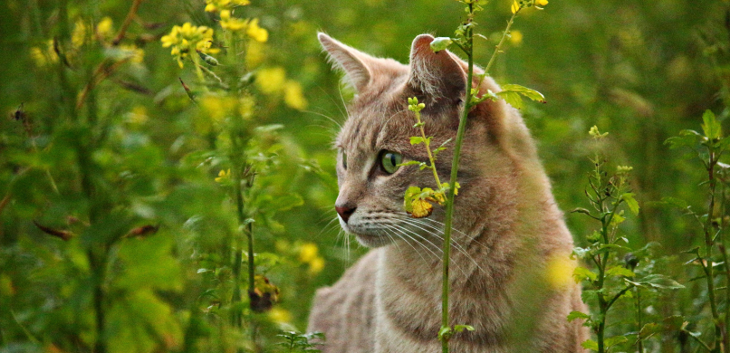 Territoriaal gedrag bij katten