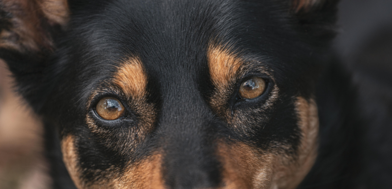 Tranende ogen hond